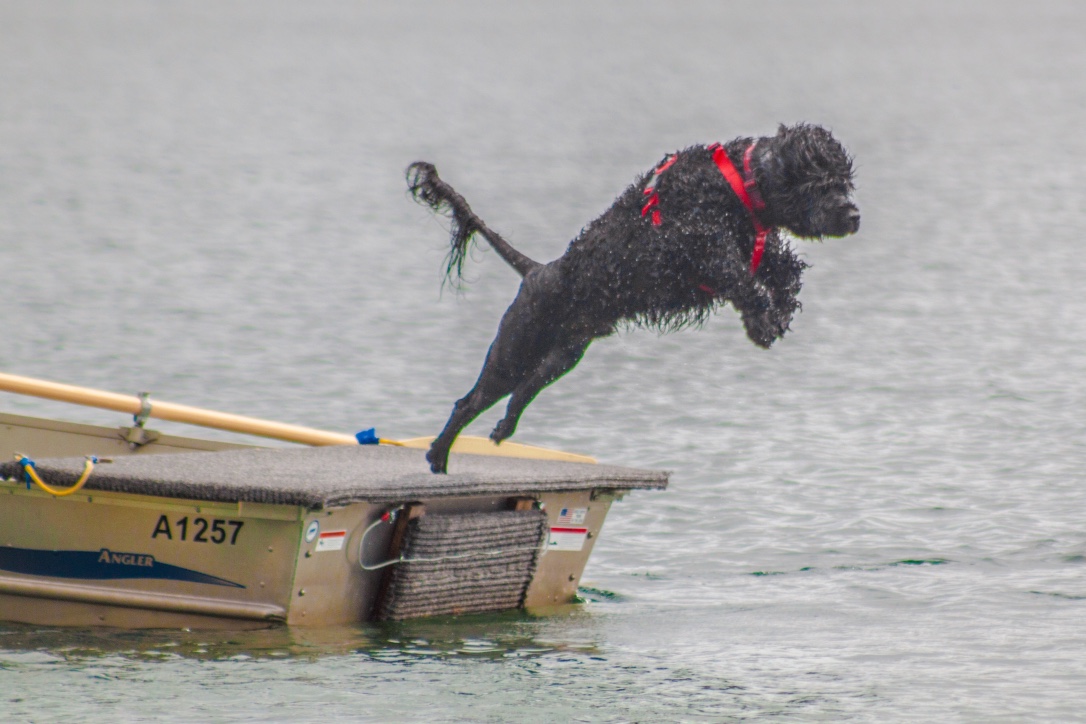  Working Water Dog - August 2013 