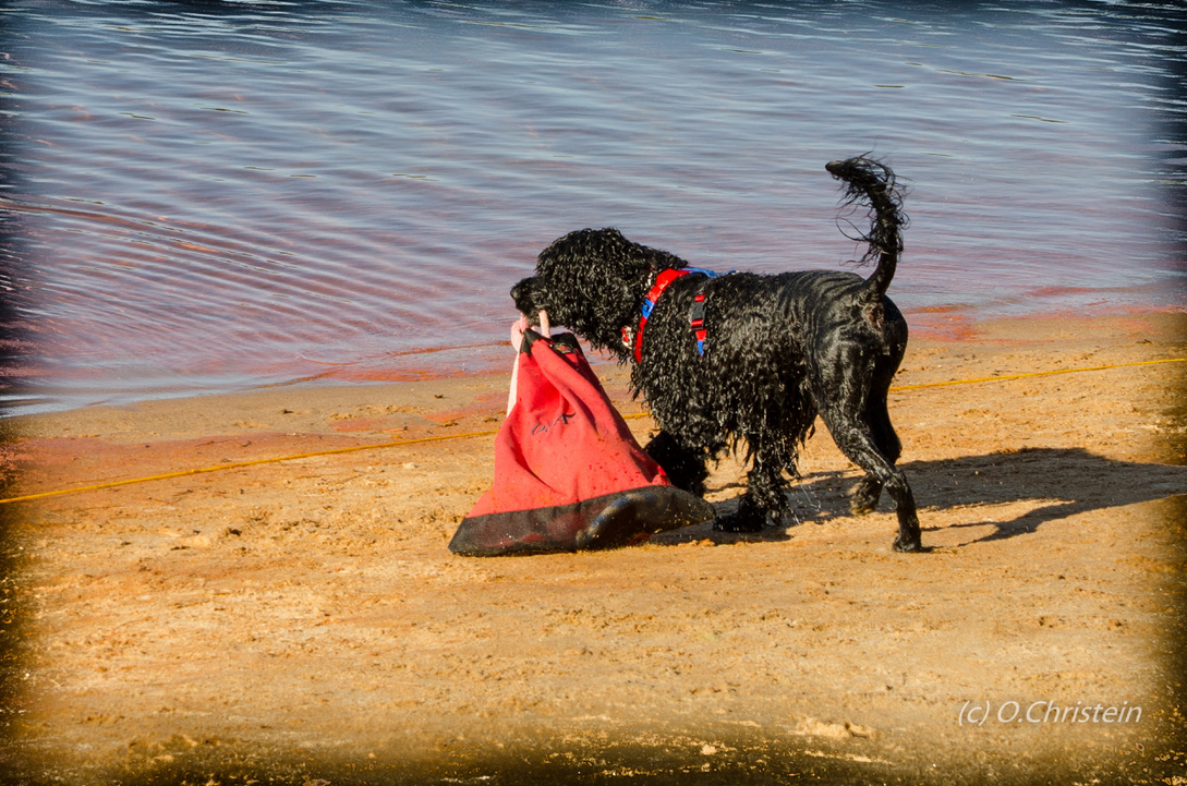  Ace  - Shore Bag, October 2020 