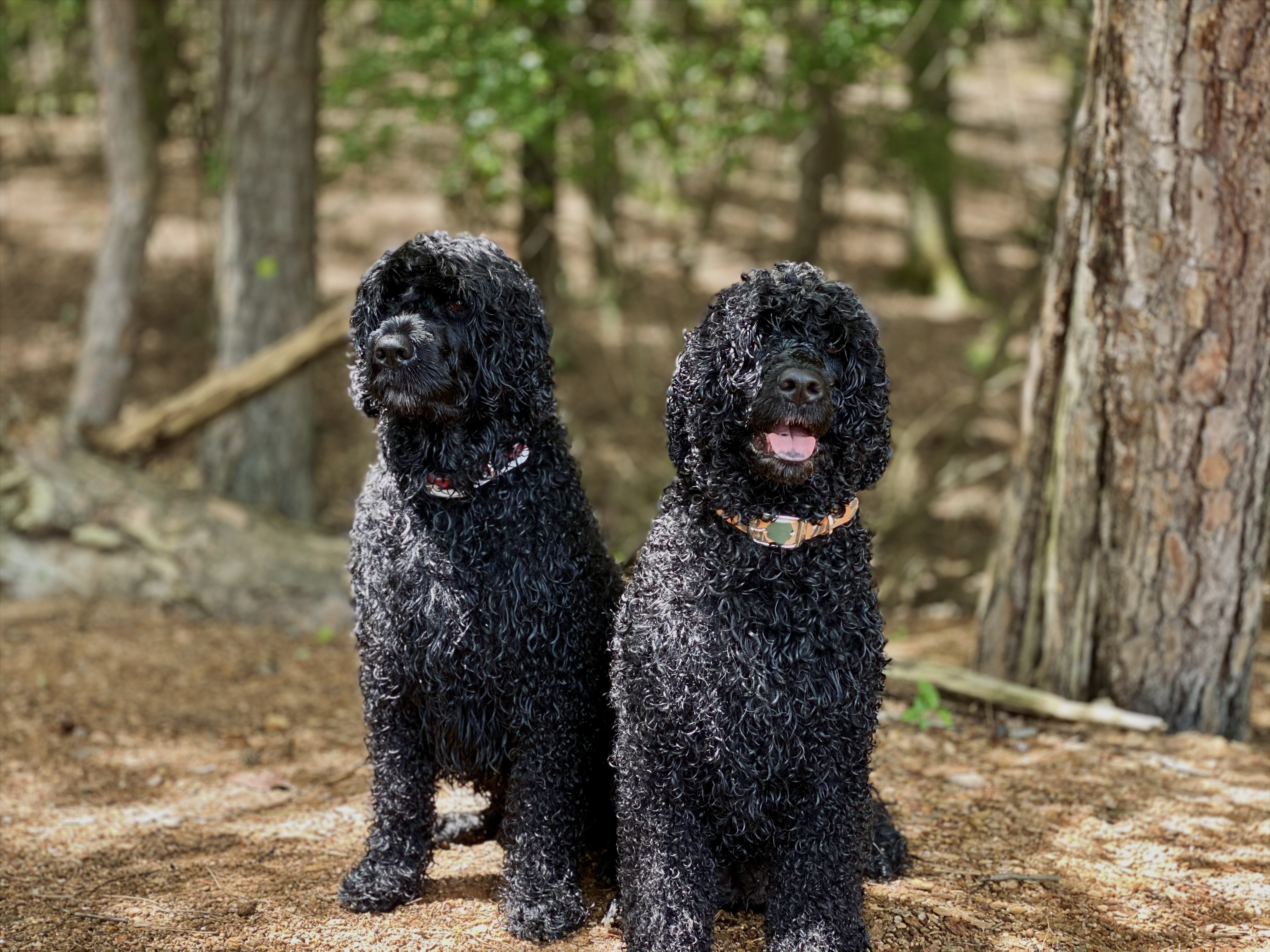  Ace Hanging Out With Scout 8/2020 