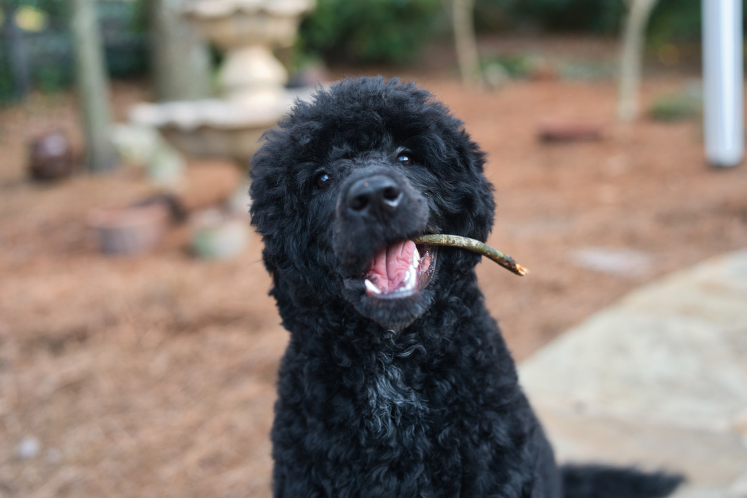  Growing but still a puppy 