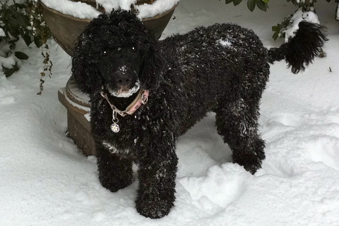  Snow Rangel - January 2011 