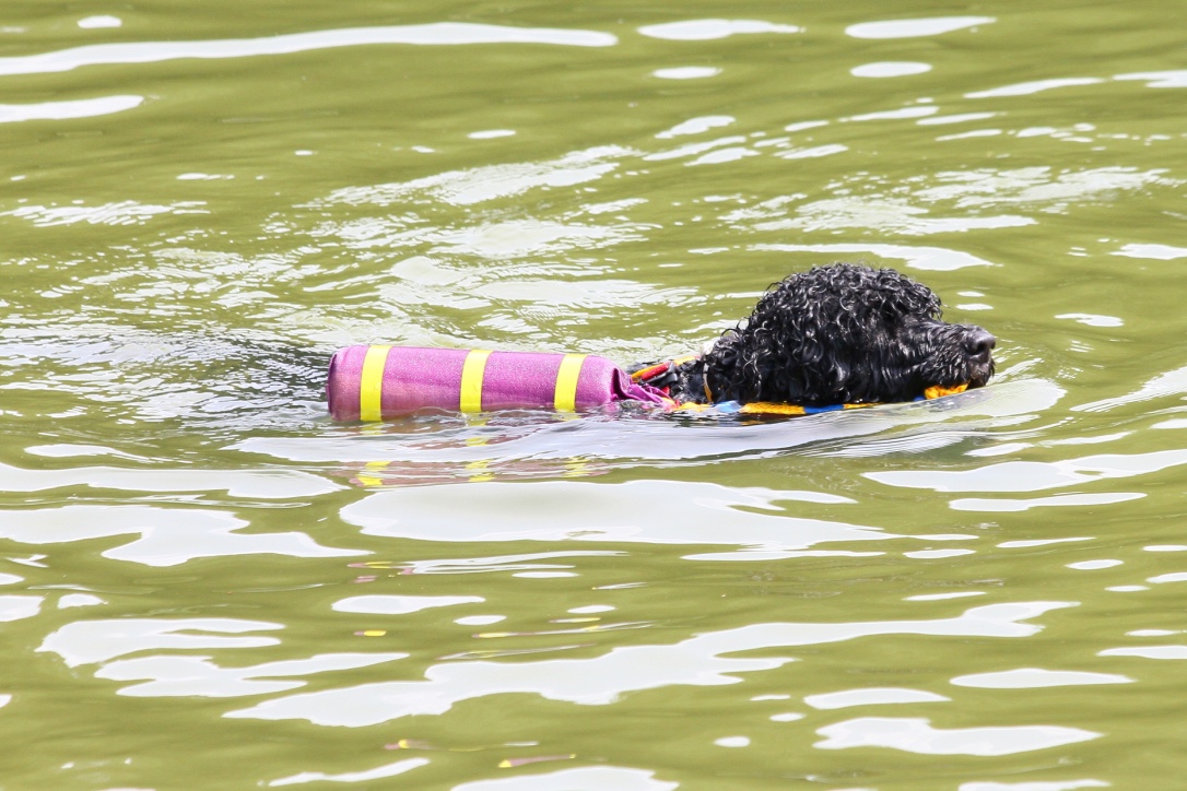  WWD in Raleigh - July 2012 