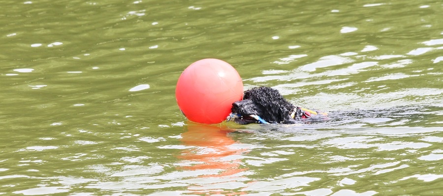  WWD in Raleigh - July 2012 