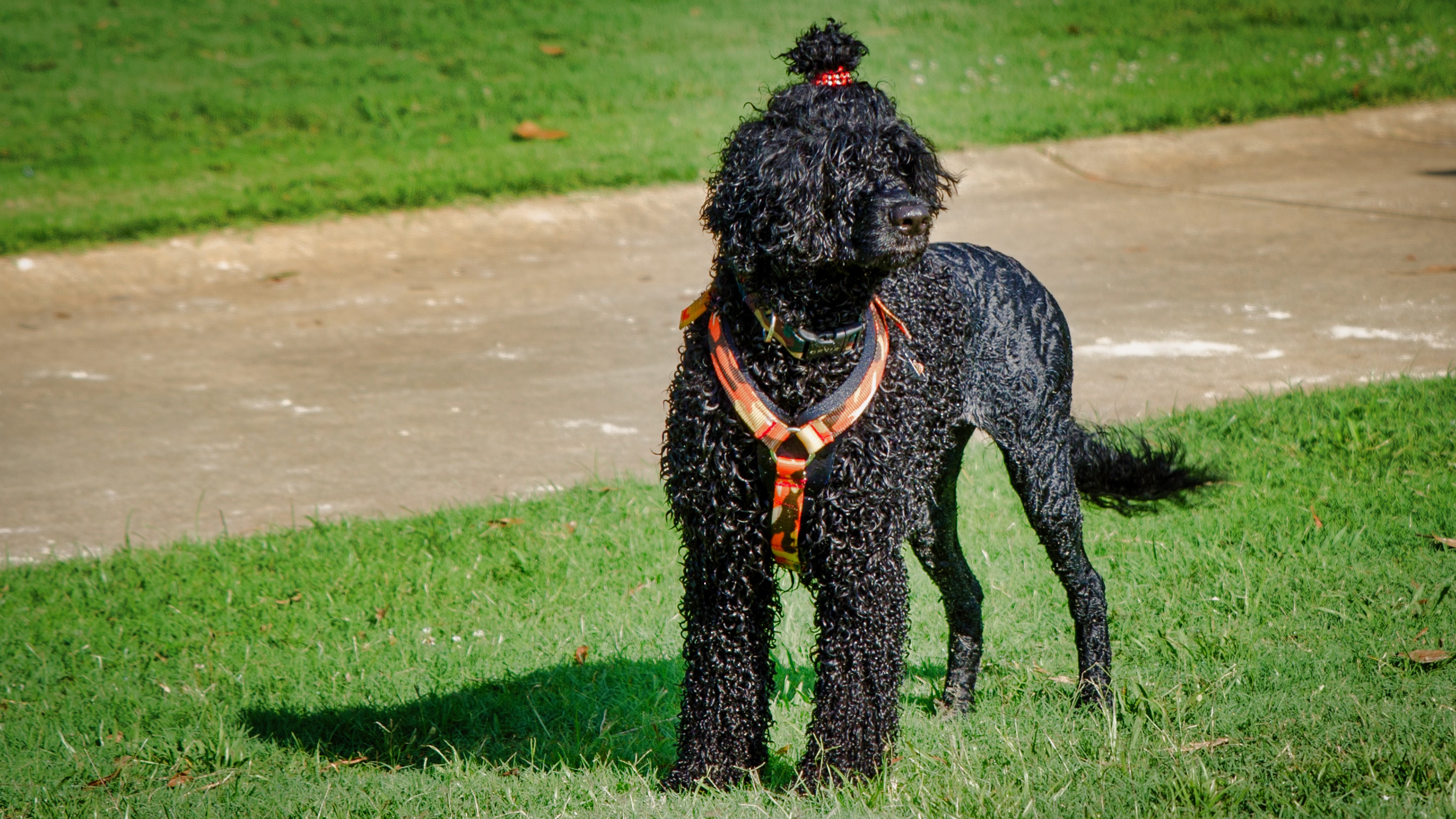  The Girl Scout - July 2019 